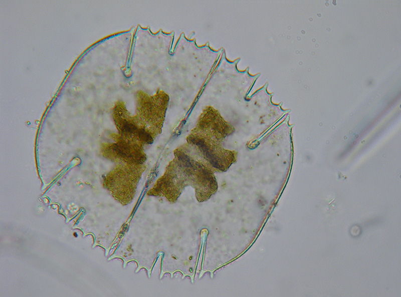 Desmidiacee e non solo...